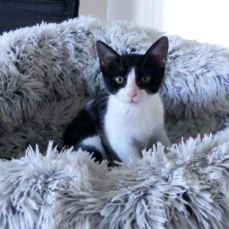 Enlarge Joy, a Adoptable Domestic Short Hair in Aiea, HI image 5/6