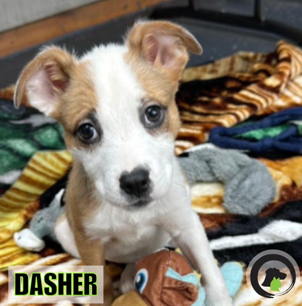 Dasher, Adoptable, Puppy Male Jack Russell Terrier.