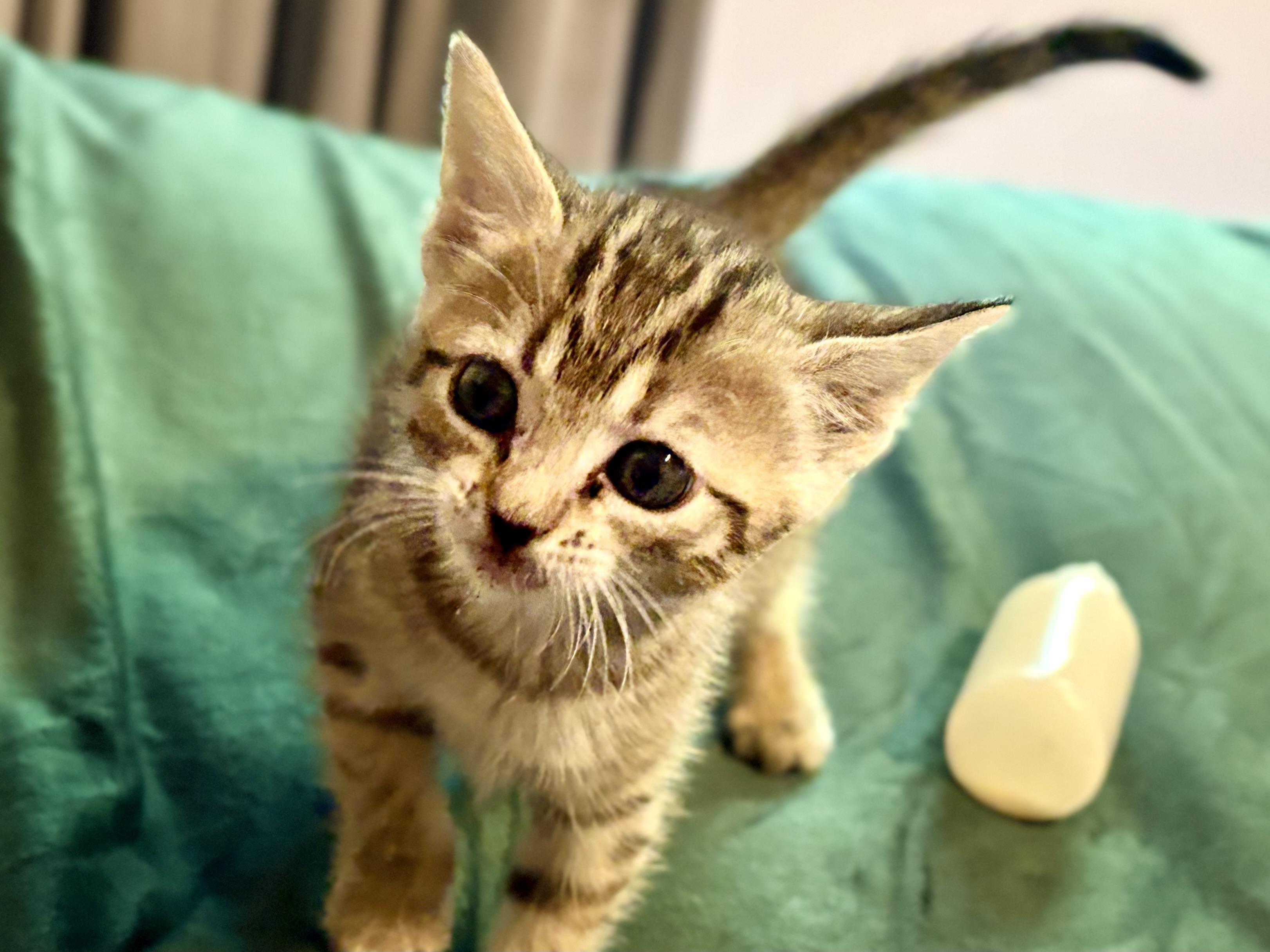 Enlarge Lulu, a Adoptable Tabby in Mauldin, SC image 6/6