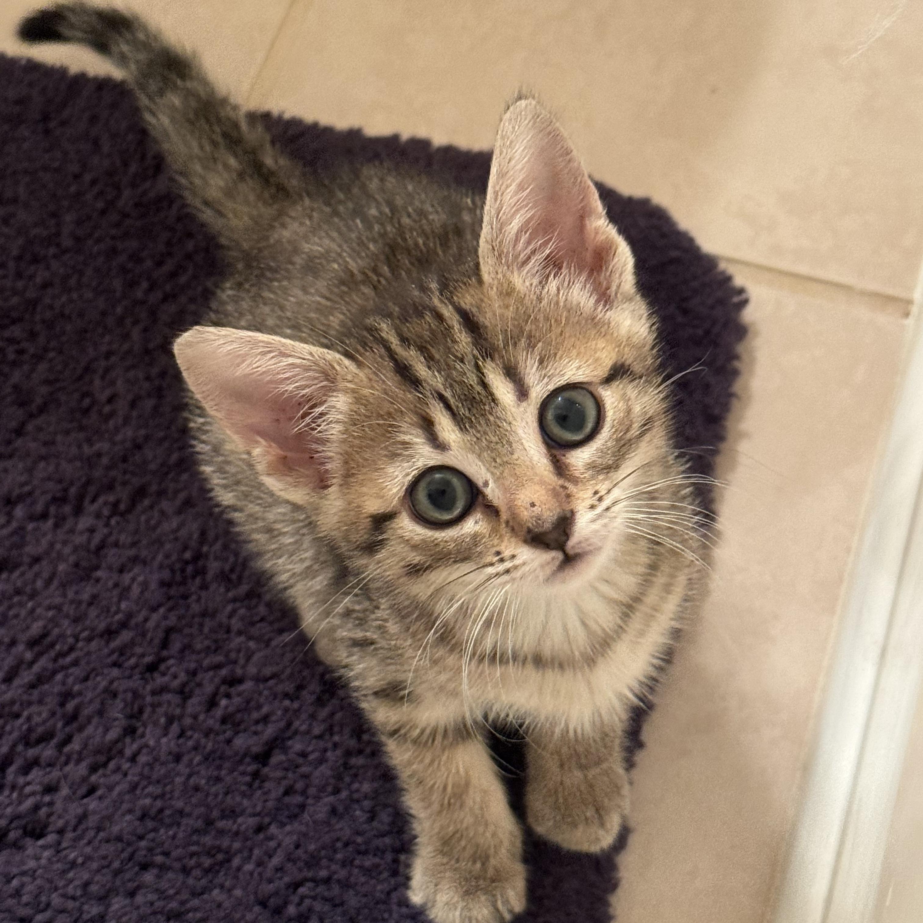 Enlarge Lulu, a Adoptable Tabby in Mauldin, SC image 2/6