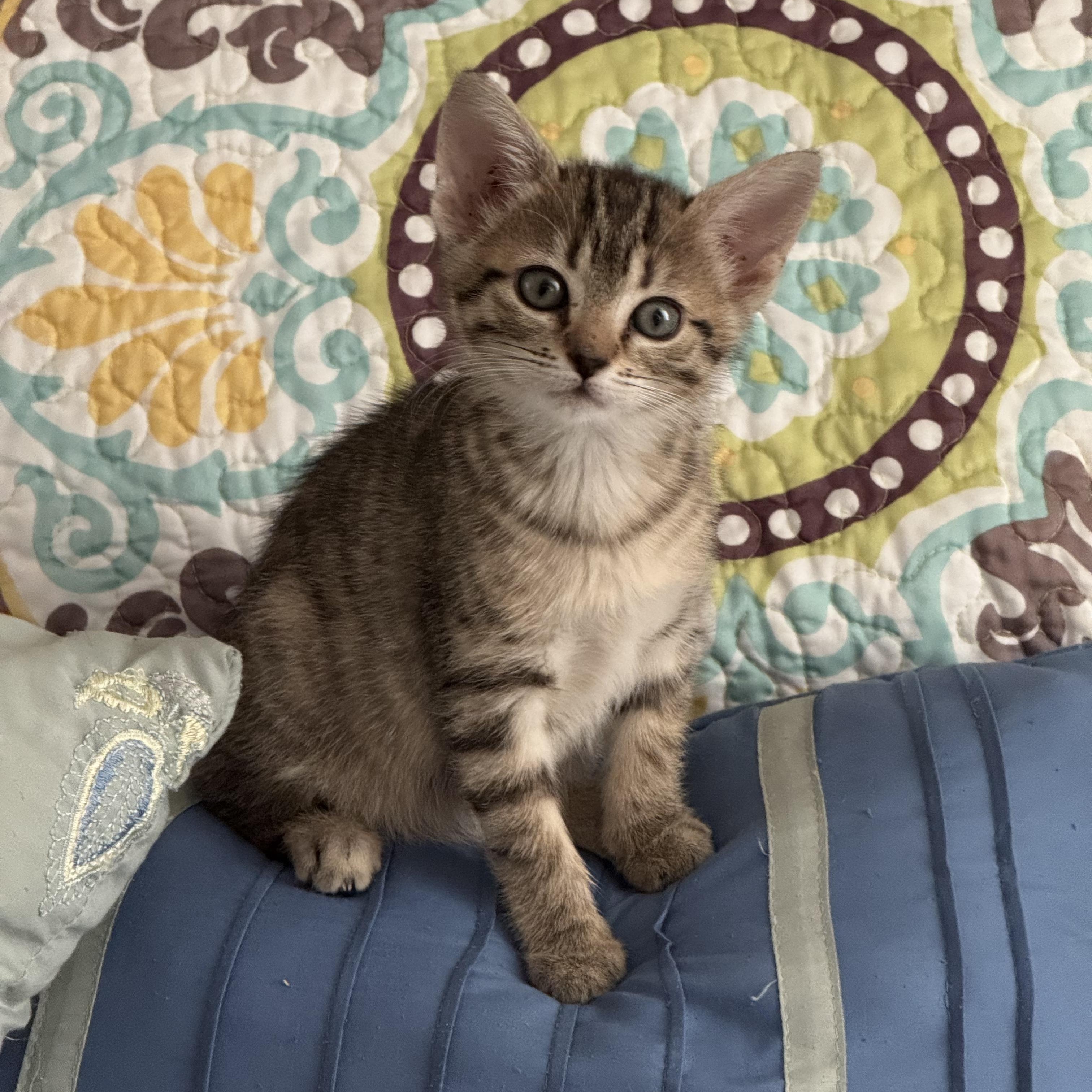 Enlarge Lulu, a Adoptable Tabby in Mauldin, SC image 3/6