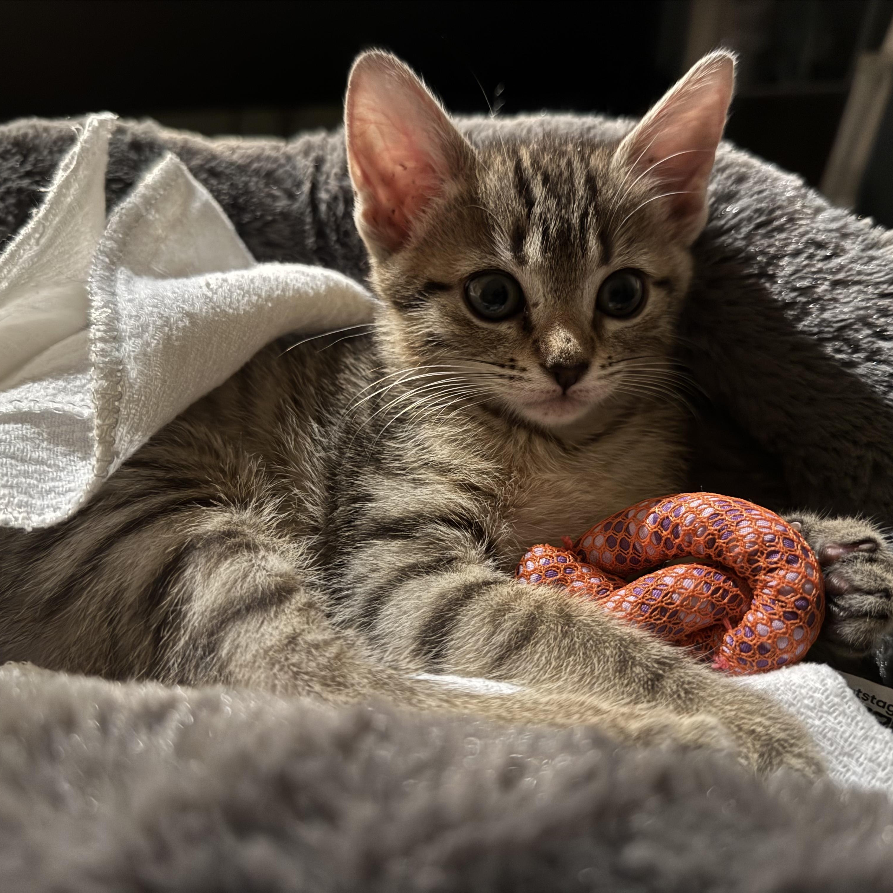 Enlarge Lulu, a Adoptable Tabby in Mauldin, SC image 5/6