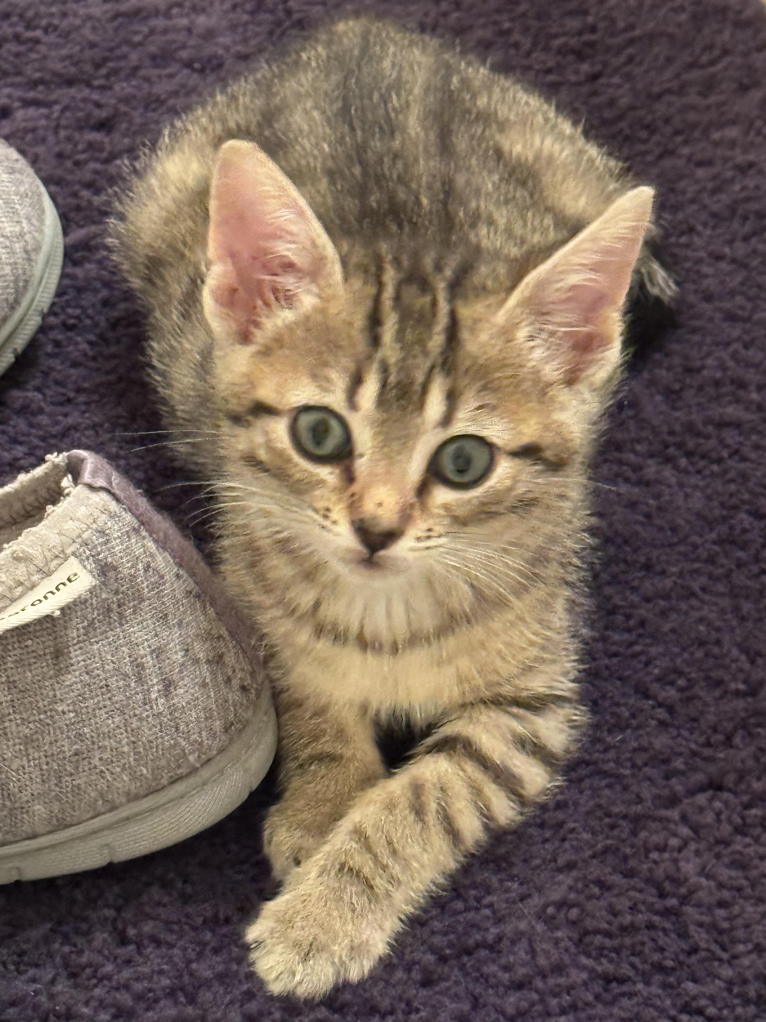 Enlarge Lulu, a Adoptable Tabby in Mauldin, SC image 1/6