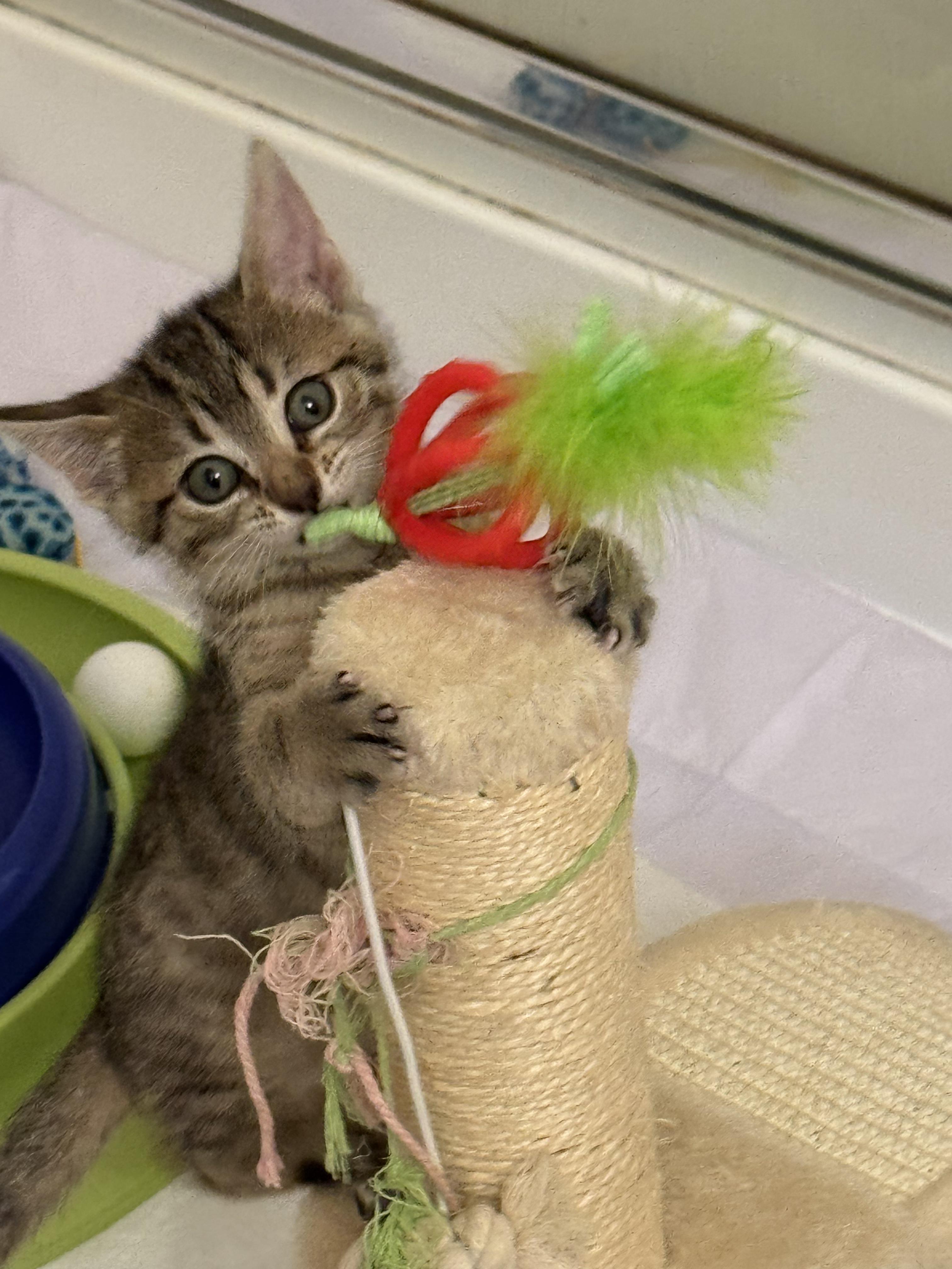 Enlarge Lulu, a Adoptable Tabby in Mauldin, SC image 4/6