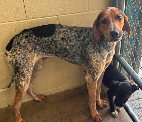Mustard, ADOPTABLE, Young Male Treeing Walker Coonhound.