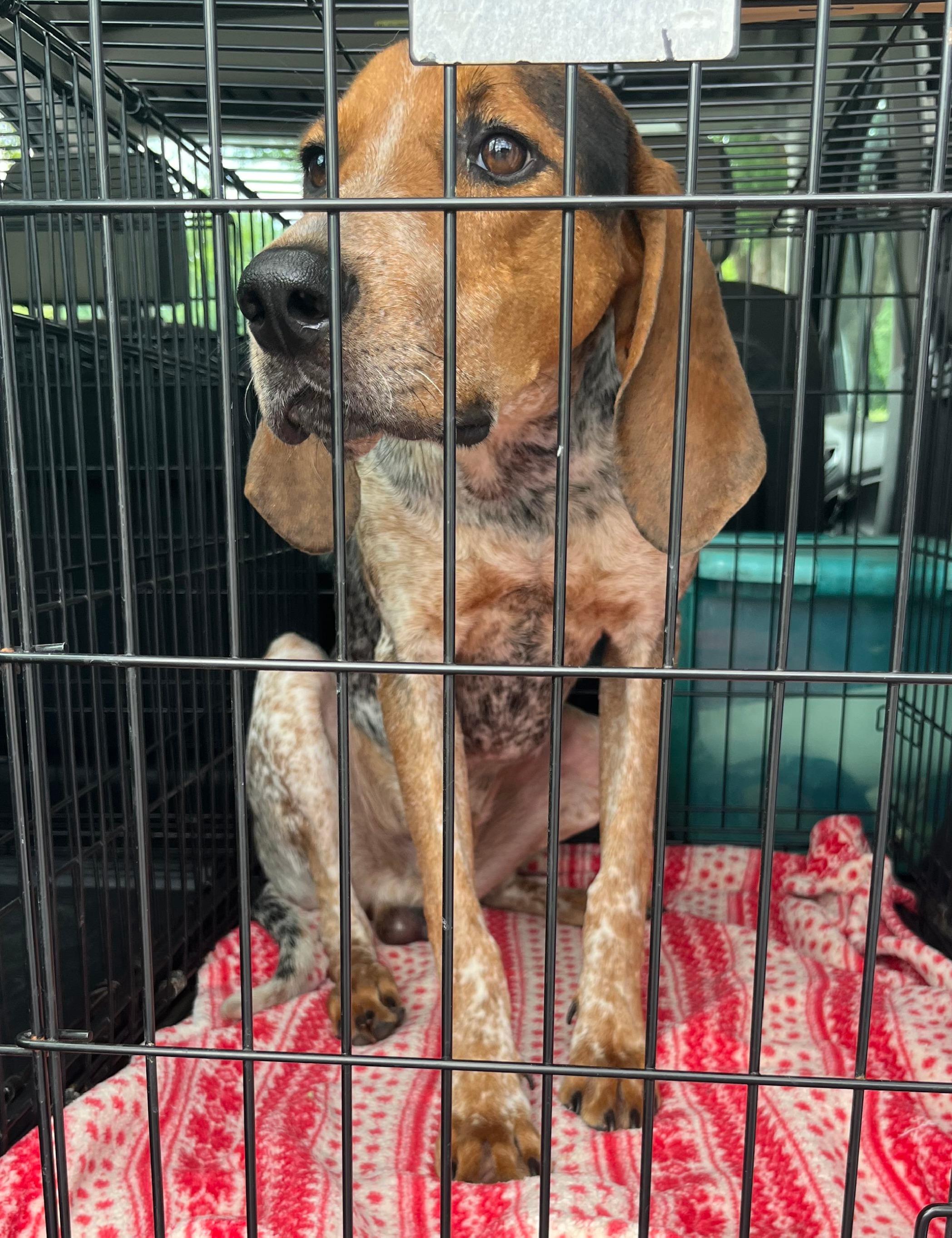 Enlarge Mustard, a ADOPTABLE Treeing Walker Coonhound in Lexington, MA image 3/3