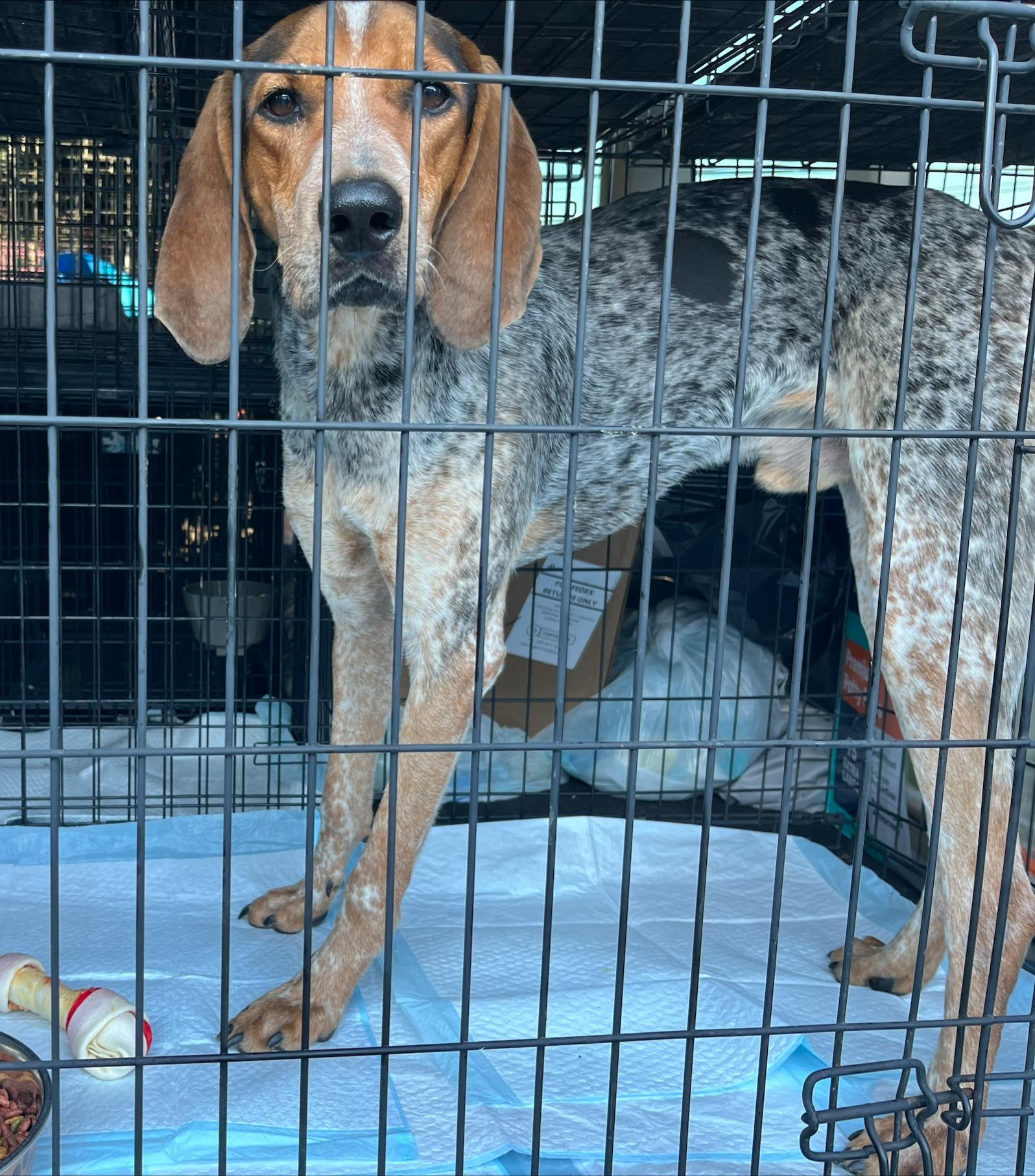 Enlarge Mustard, a ADOPTABLE Treeing Walker Coonhound in Lexington, MA image 2/3
