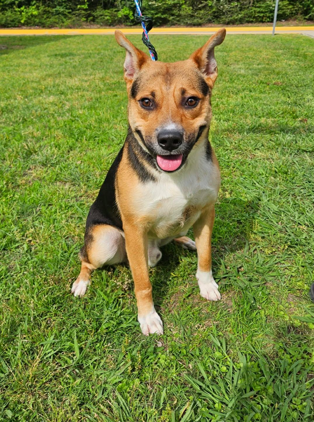 Enlarge Buster, a Adoptable mixed breed in Albany, NY image 3/4