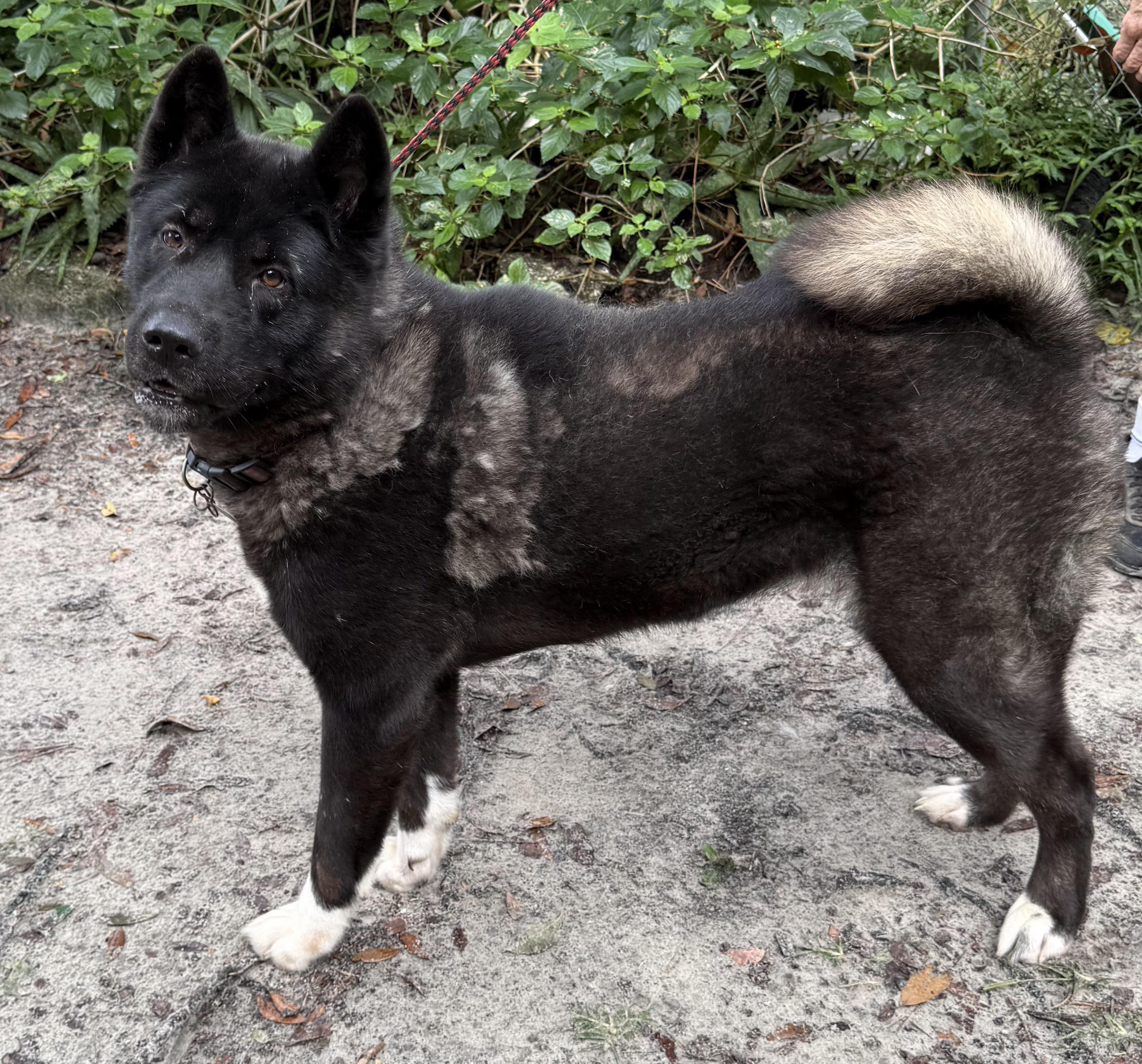 Sheba