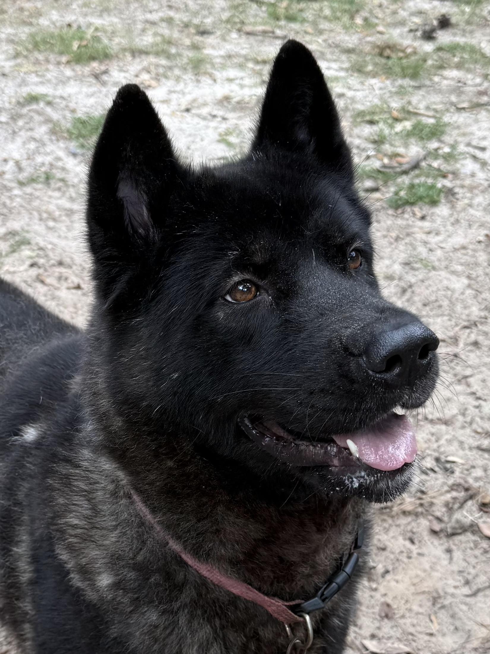 Sheba