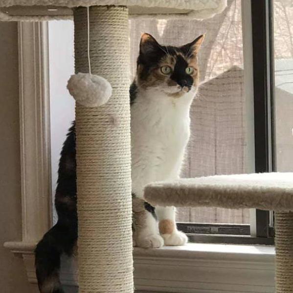 Enlarge Patches, a Adoptable Domestic Short Hair in Toms Brook, VA image 1/1