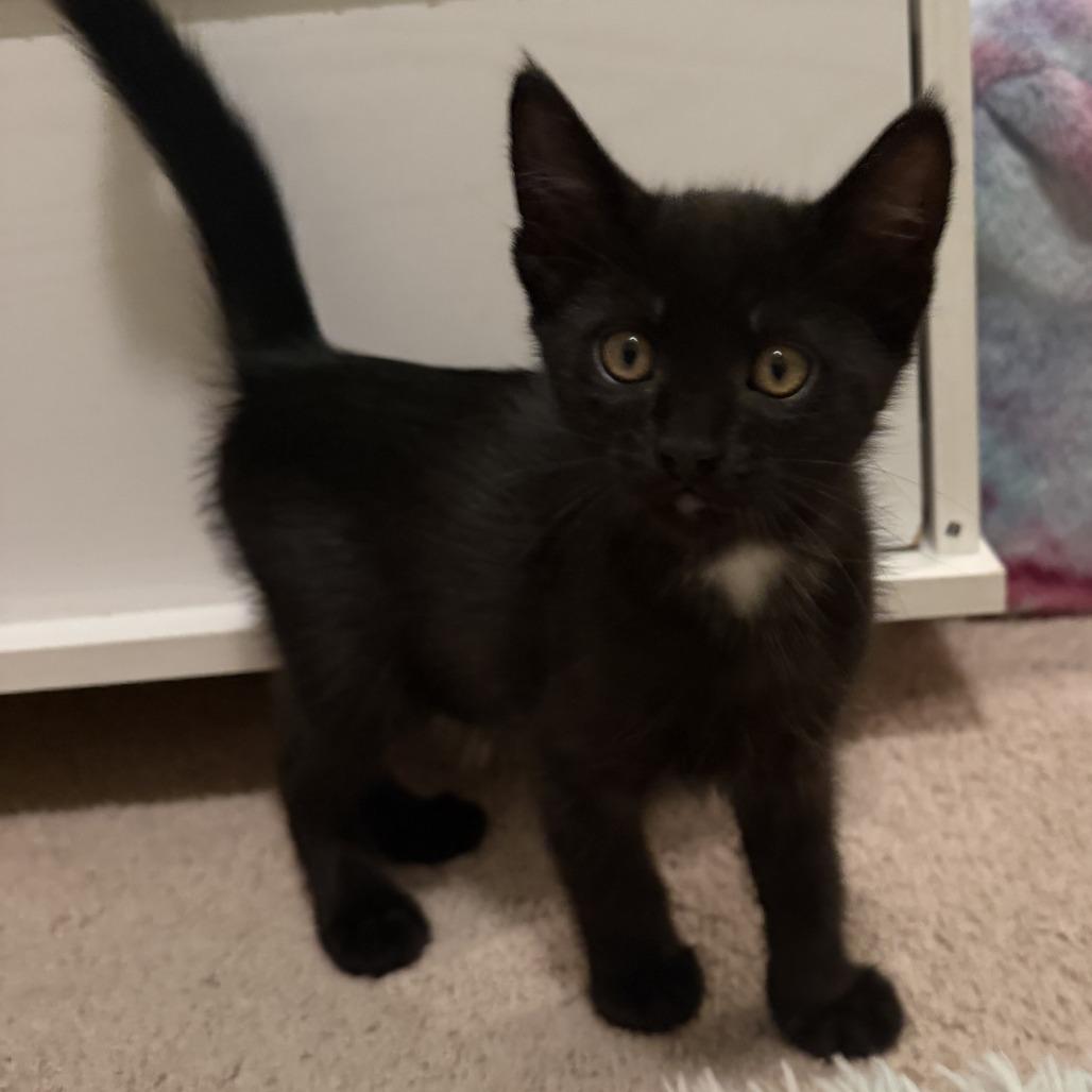 Gamora, Adoptable, Kitten Female Domestic Short Hair.