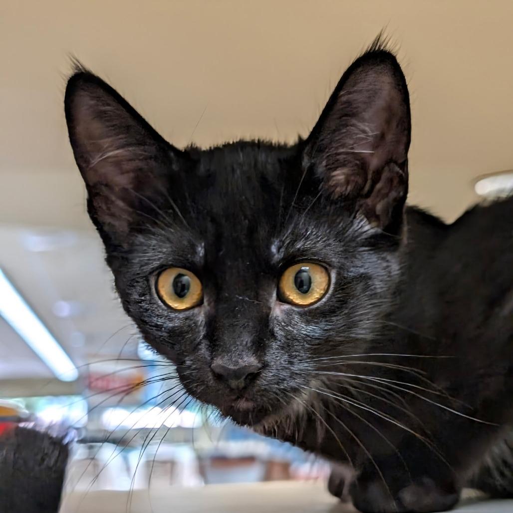 Gamora, a Adoptable Domestic Short Hair in Pleasanton, CA image 2/2