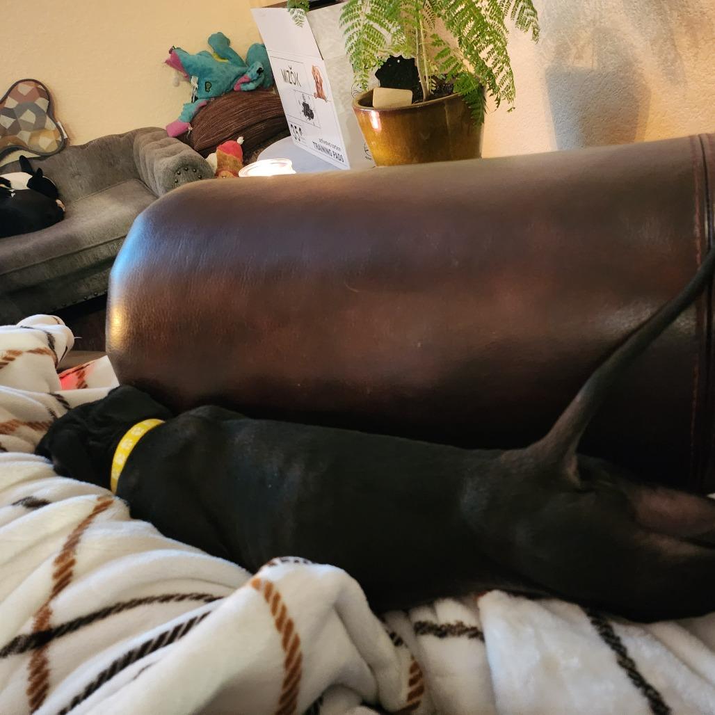 25 (2026) Aly, Adoptable, Puppy Female Pit Bull Terrier.