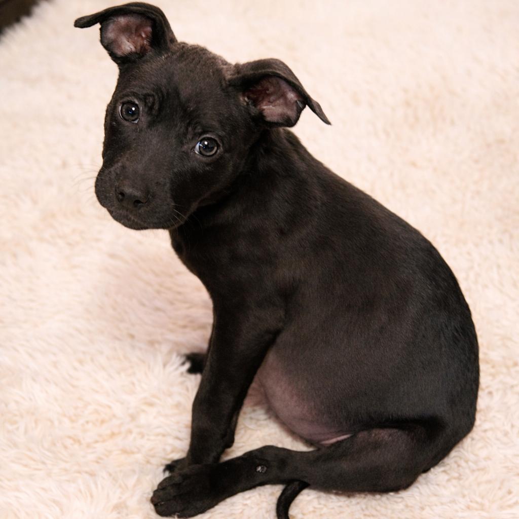 Enlarge 25 (2026) Aly, a Adoptable Pit Bull Terrier in Parker, CO image 2/5