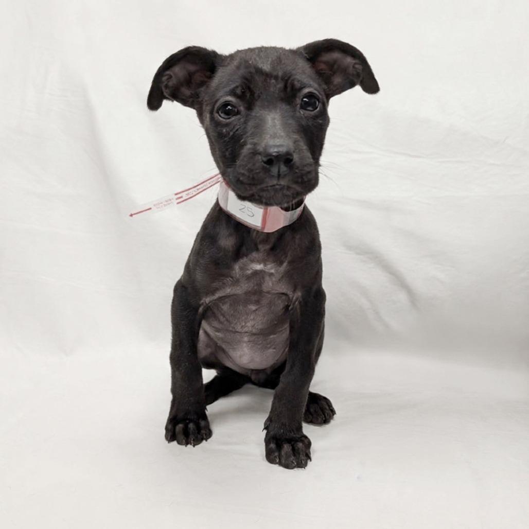 Enlarge 25 (2026) Aly, a Adoptable Pit Bull Terrier in Parker, CO image 3/5