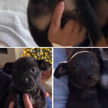 Enlarge 25 (2026) Aly, a Adoptable Pit Bull Terrier in Parker, CO image 4/5