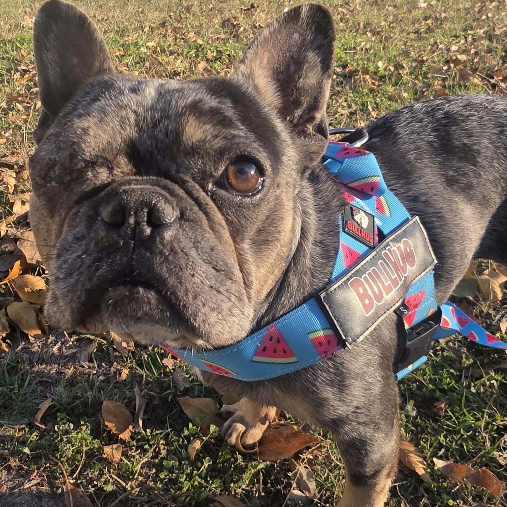 Isadora, adopted, Adult Female French Bulldog.