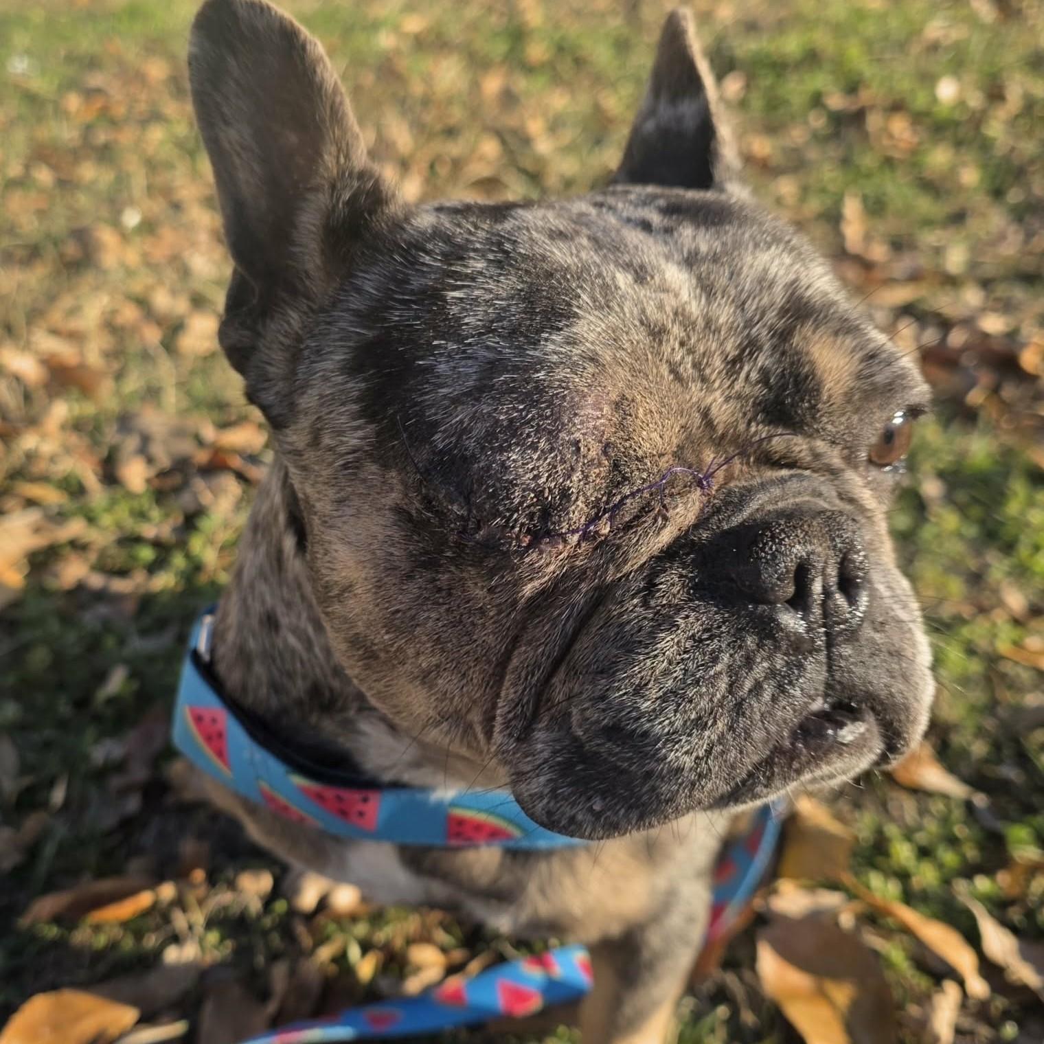 Enlarge Isadora, an adopted French Bulldog in Bryan, TX image 4/5