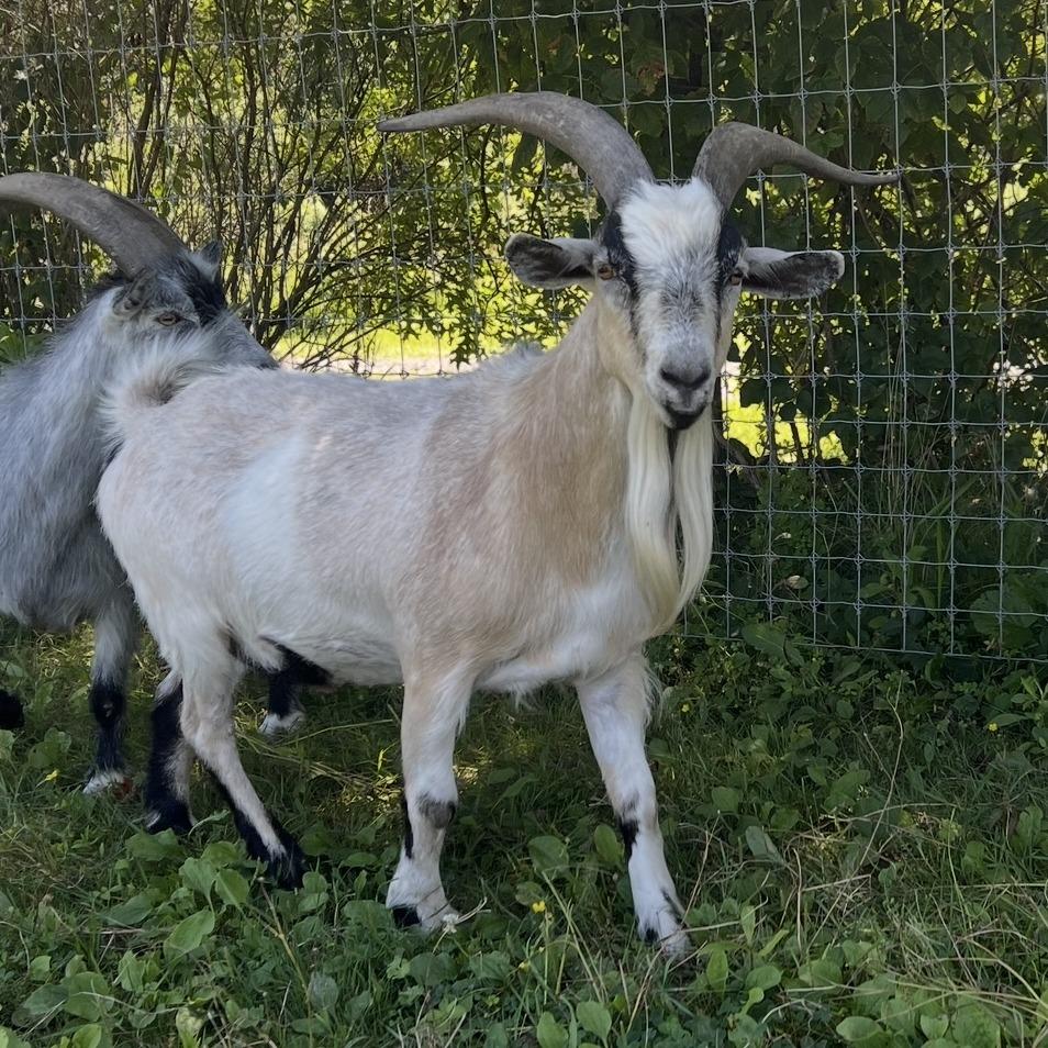 Blaze, Adoptable, Adult Male Goat.