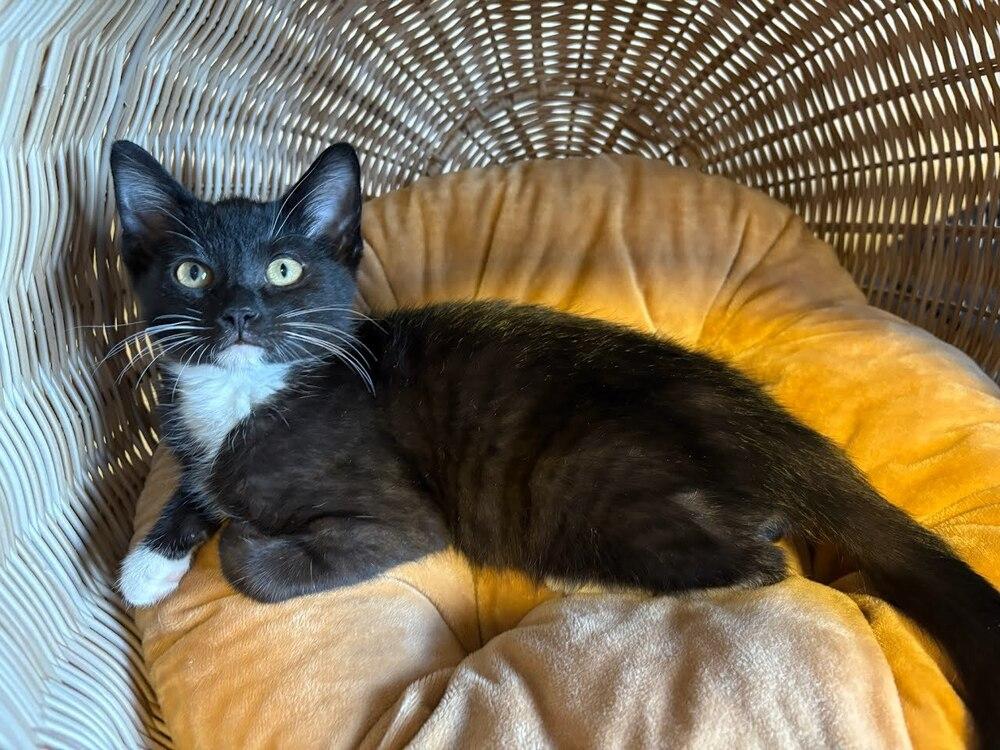 Barrel, Adoptable, Kitten Male Domestic Short Hair.