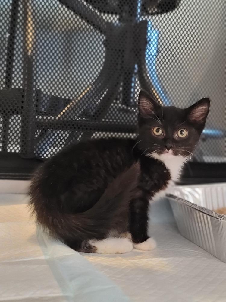 Enlarge Barrel, a Adoptable Domestic Short Hair in Homer Glen, IL image 2/2