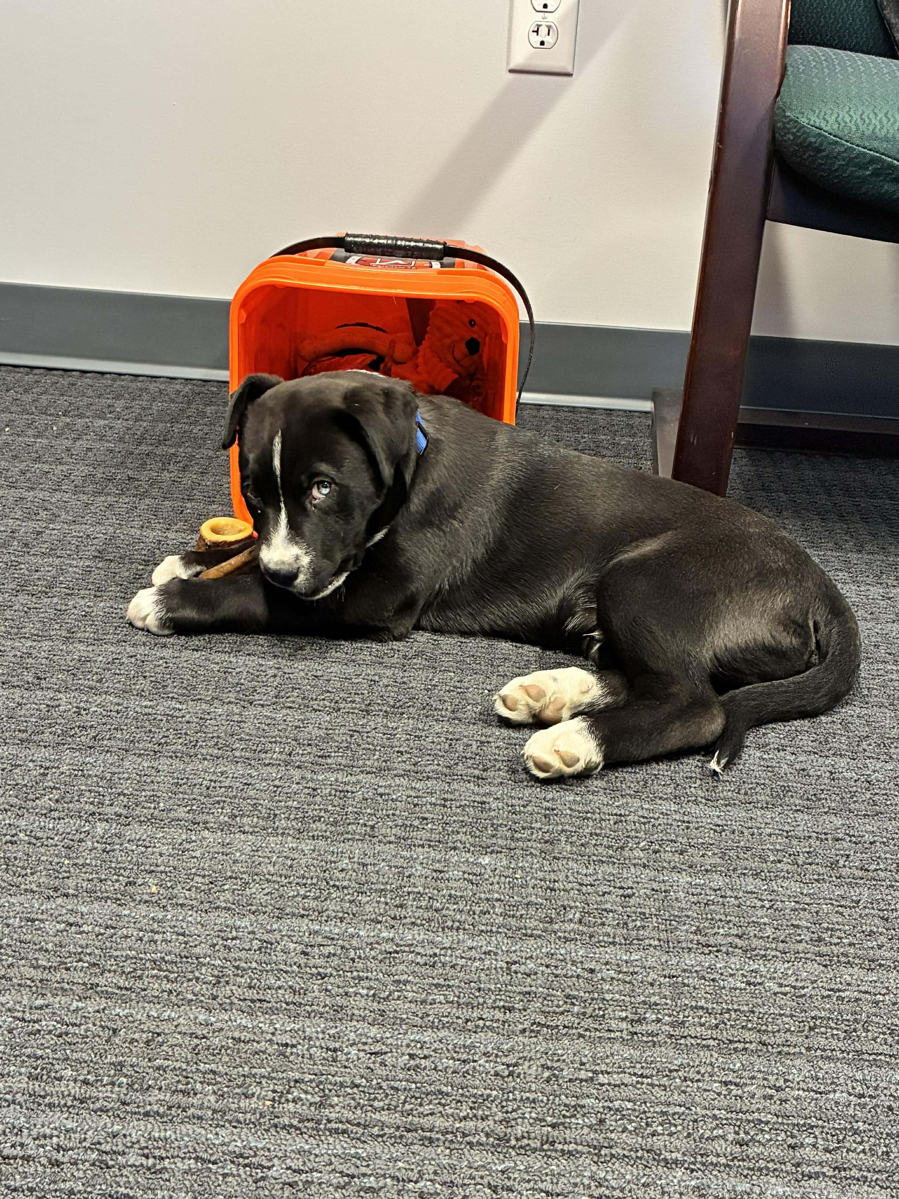 Enlarge Buddy, an adoptable mixed breed in Smithfield, RI image 3/6