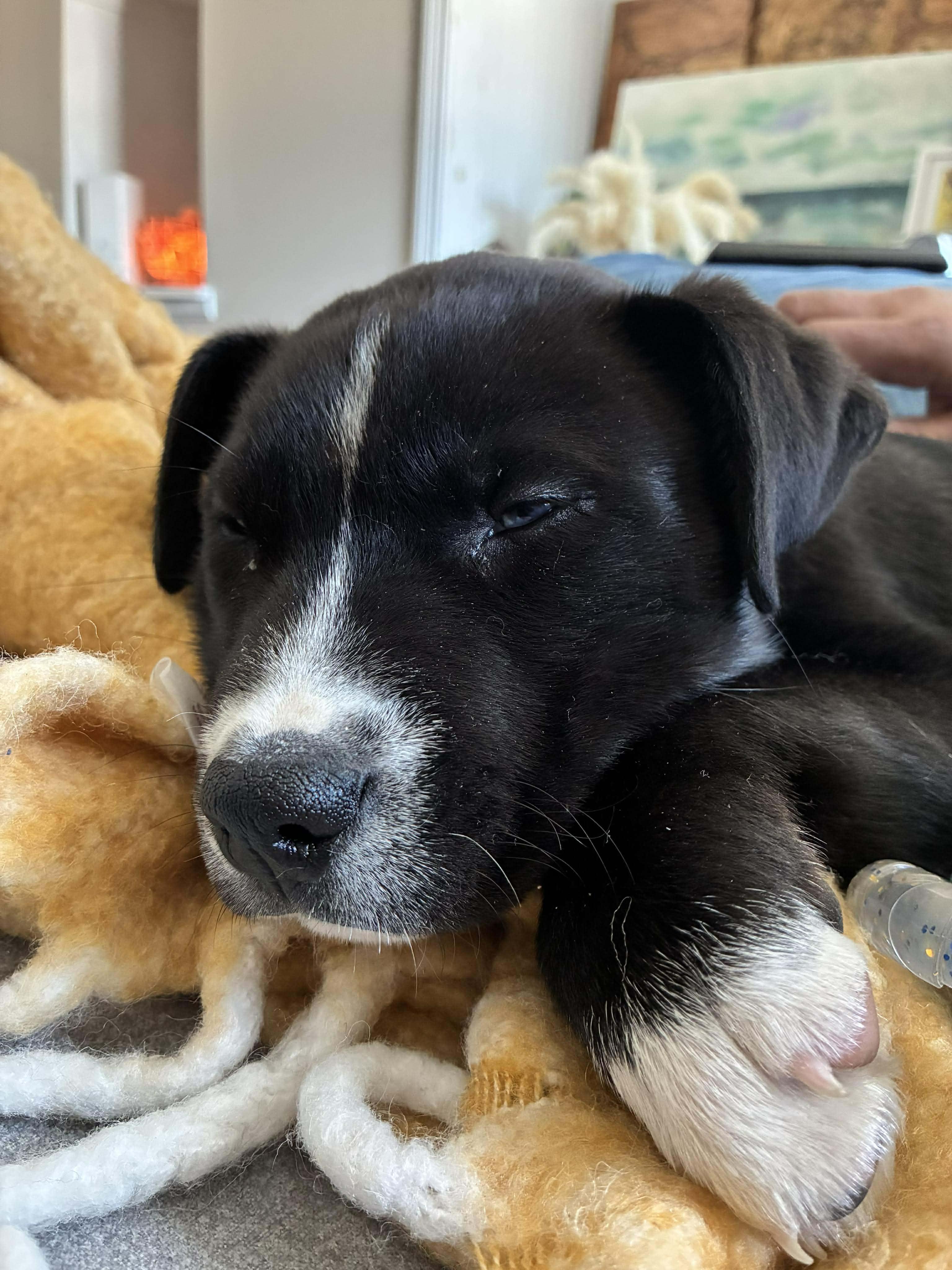 Enlarge Buddy, an adoptable mixed breed in Smithfield, RI image 4/6