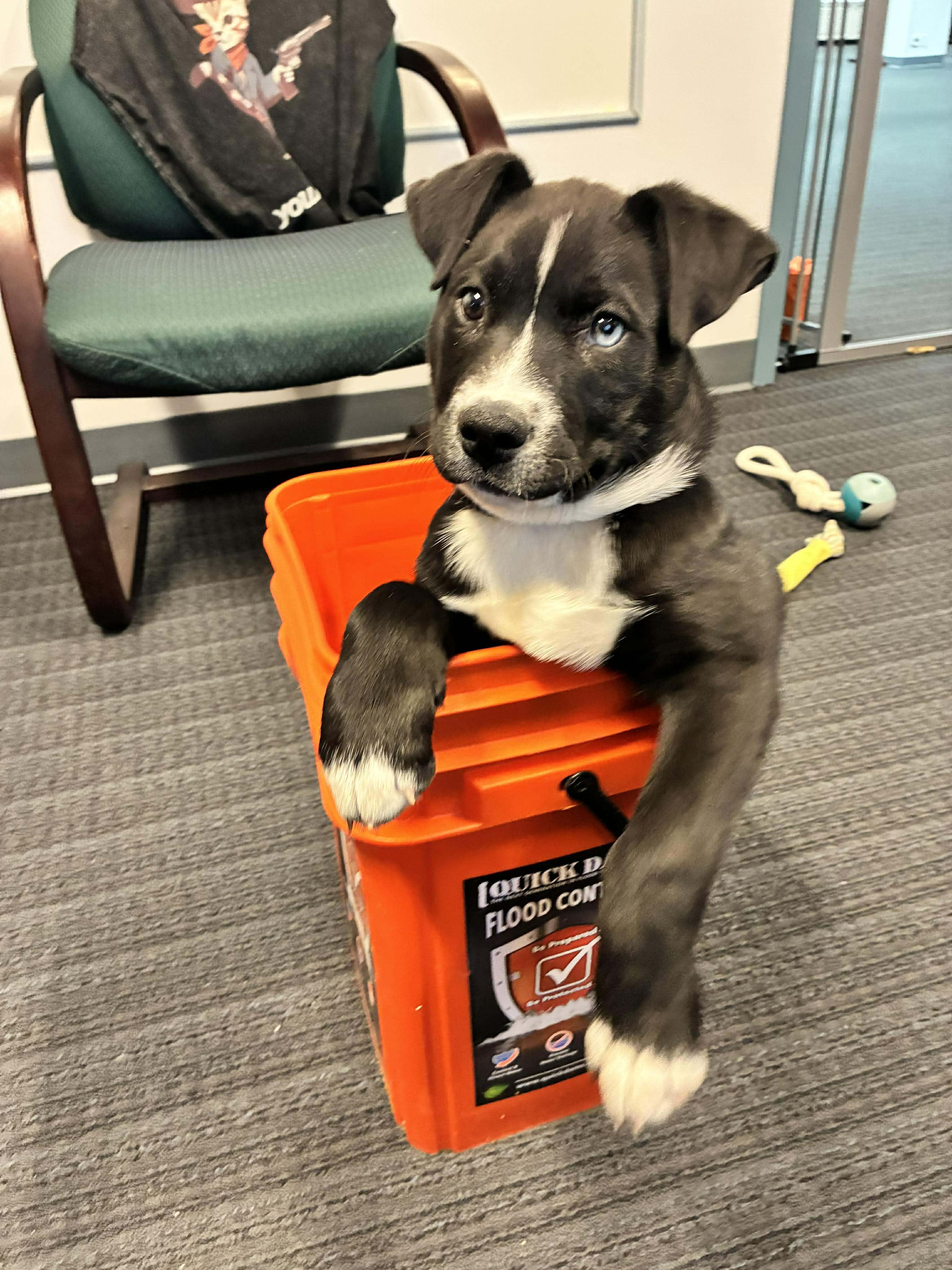 Enlarge Buddy, an adoptable mixed breed in Smithfield, RI image 6/6