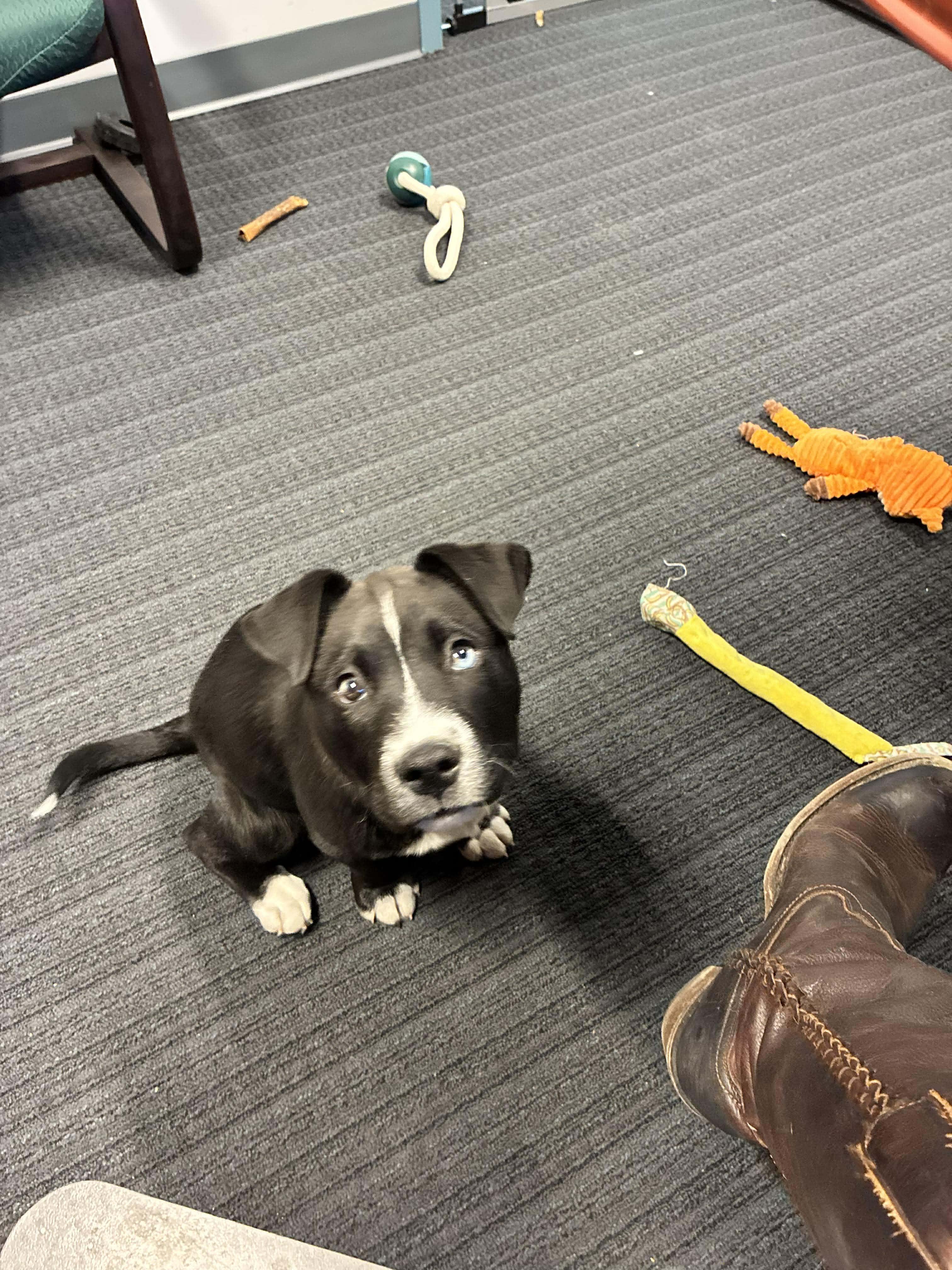 Enlarge Buddy, an adoptable mixed breed in Smithfield, RI image 5/6
