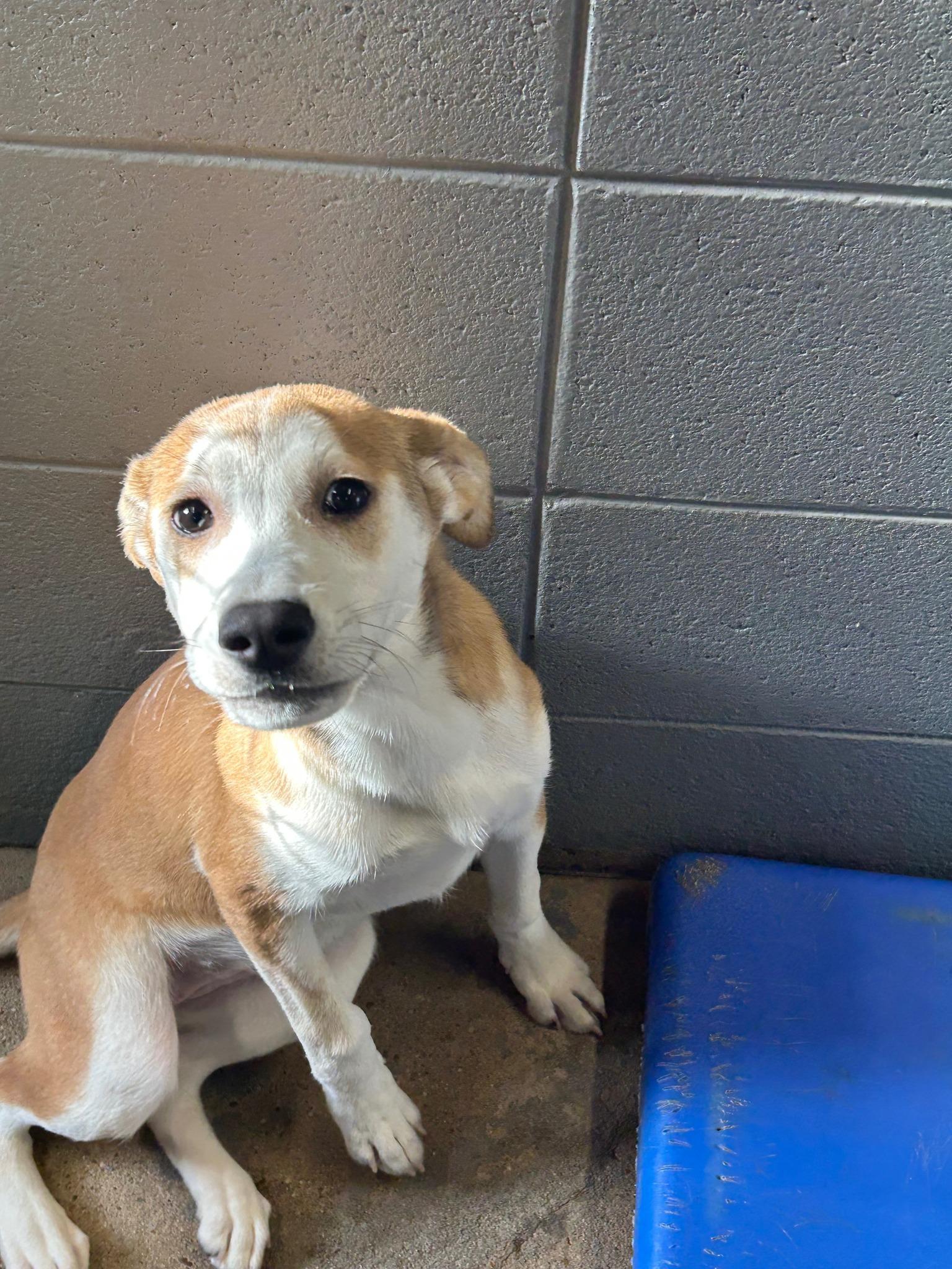 Kinsley #796, ADOPTABLE, Young Female Australian Shepherd.