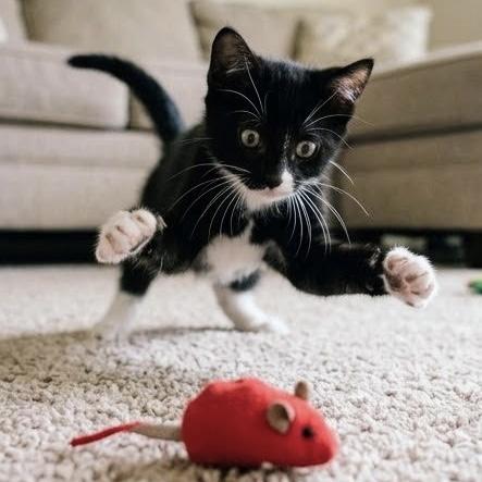 Enlarge Sabrina, a Adoptable Domestic Short Hair in Bentonville, AR image 2/2