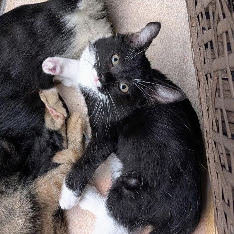 Enlarge Sabrina, a Adoptable Domestic Short Hair in Bentonville, AR image 1/2
