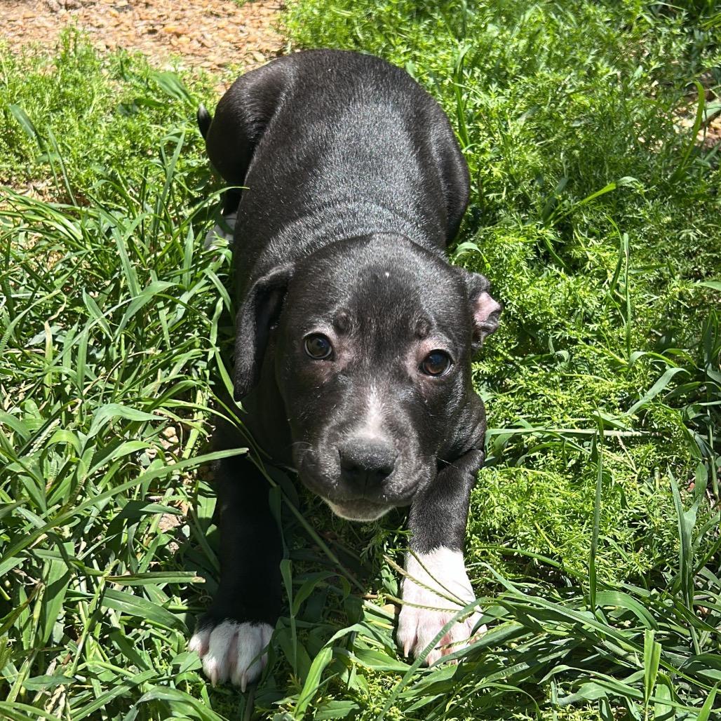 Wisconsin, a Adoptable Mixed Breed in Gadsden, AL image 1/4
