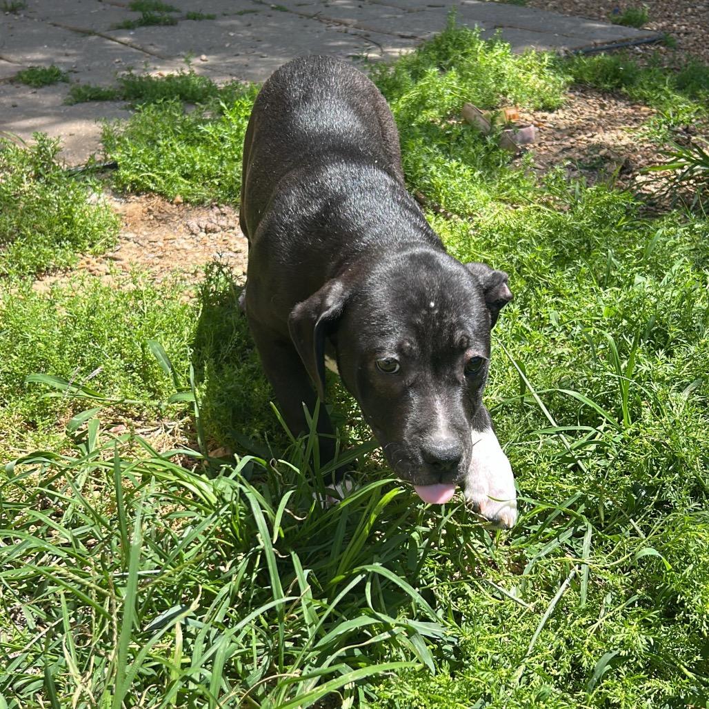 Wisconsin, a Adoptable Mixed Breed in Gadsden, AL image 2/4
