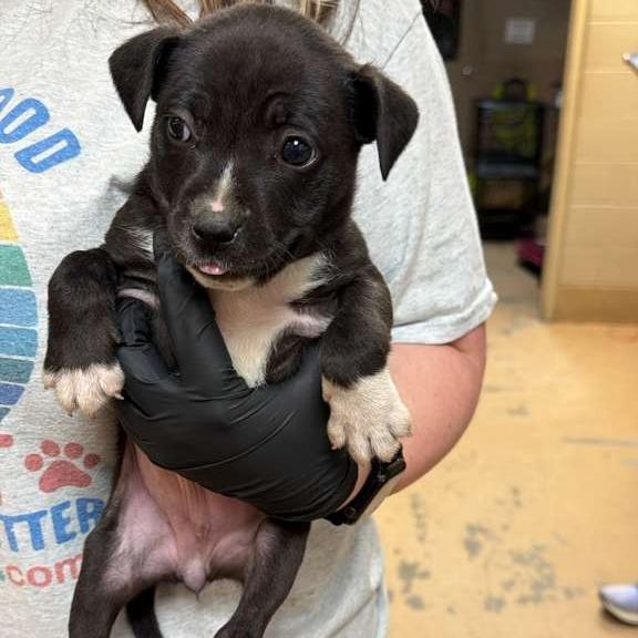 Wisconsin, Adoptable, Puppy Female Mixed Breed.