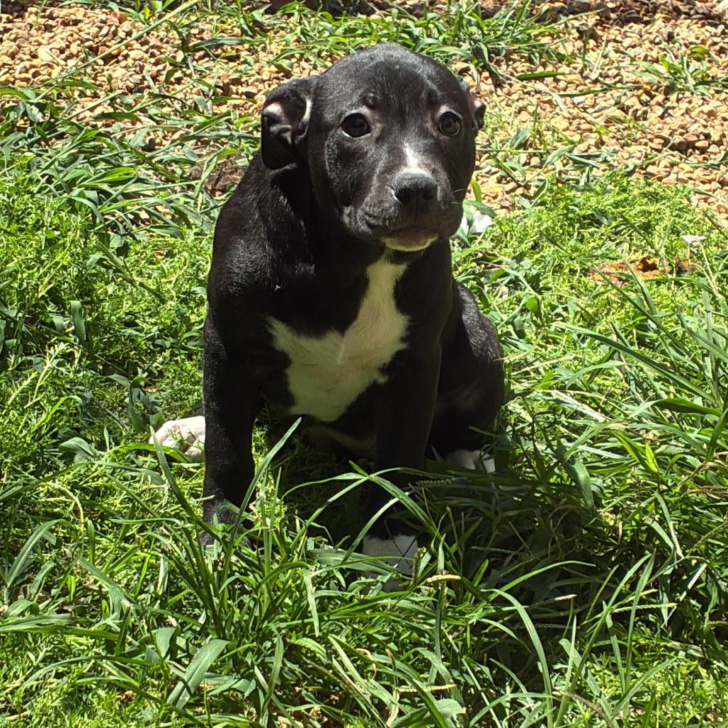 Wisconsin, a Adoptable Mixed Breed in Gadsden, AL image 4/4