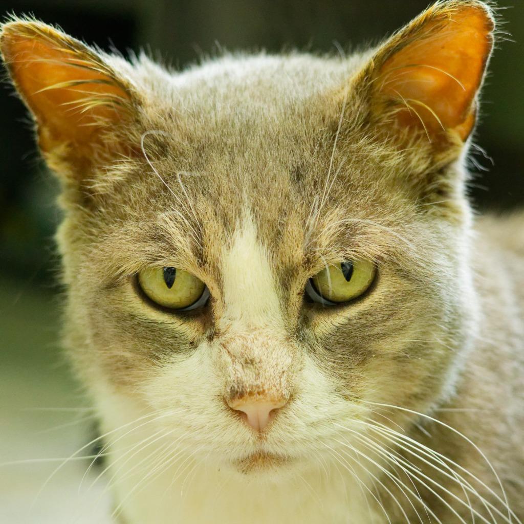 Matt, a Adoptable mixed breed in Hot Springs, AR image 1/3