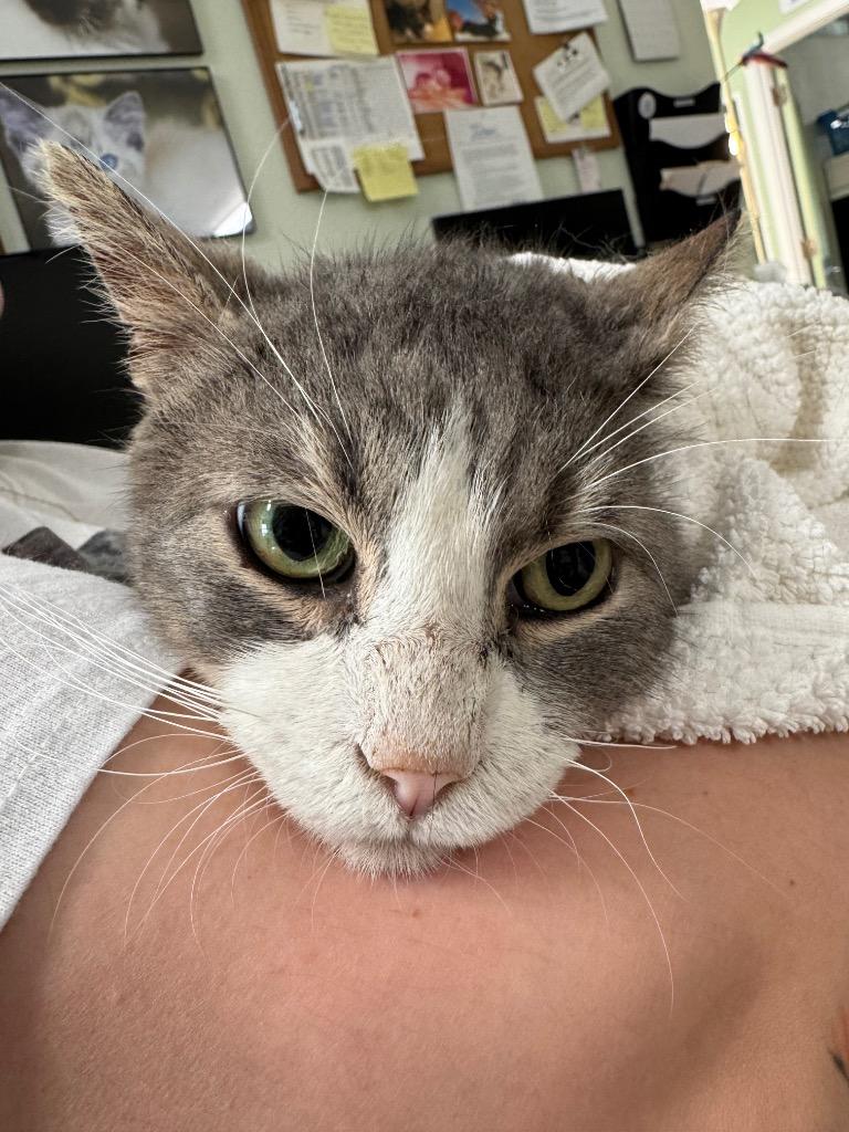 Matt, Adoptable, Senior Male Domestic Short Hair.