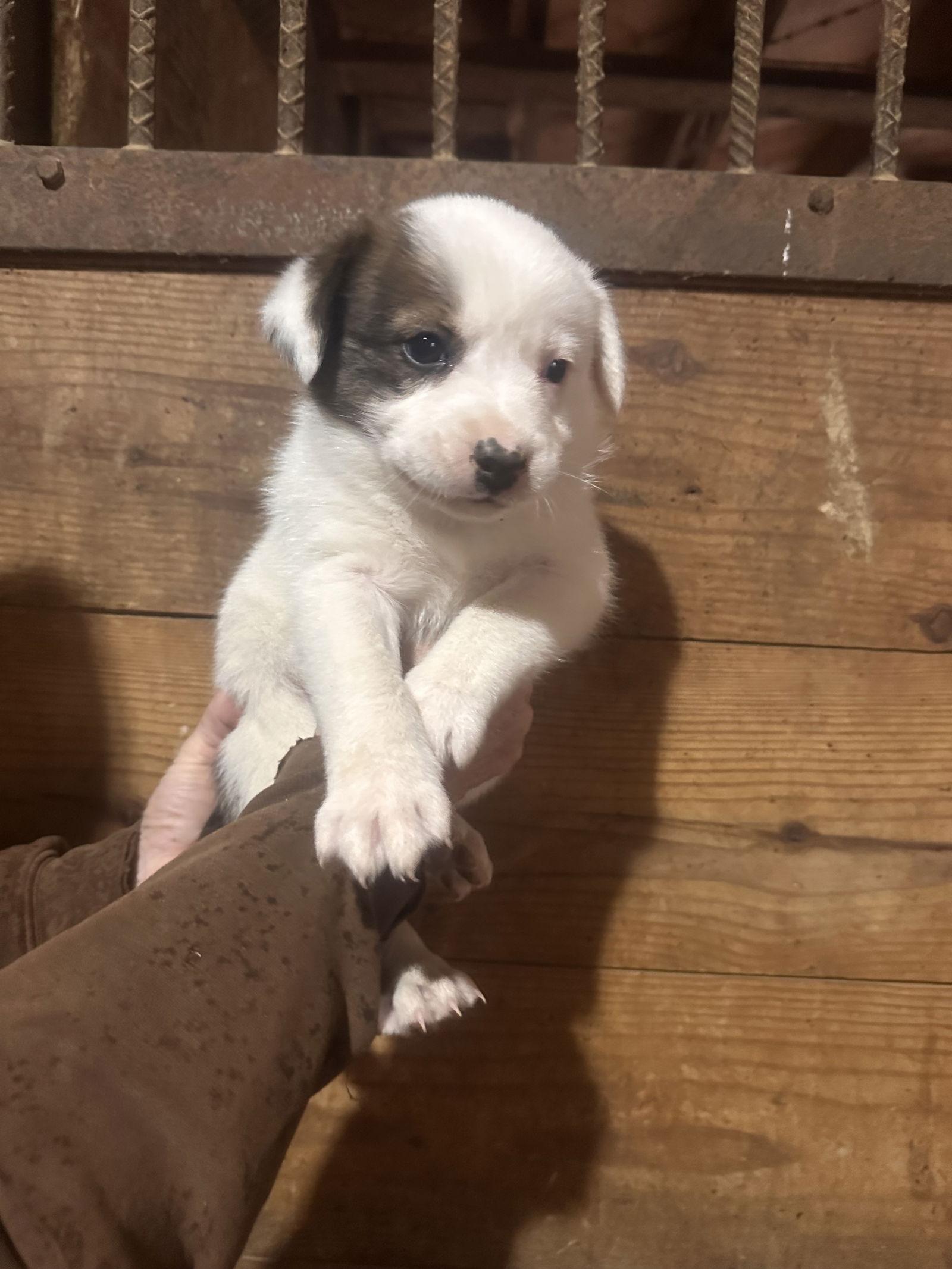 Bree, Adoptable, Puppy Female Cattle Dog & Australian Shepherd.