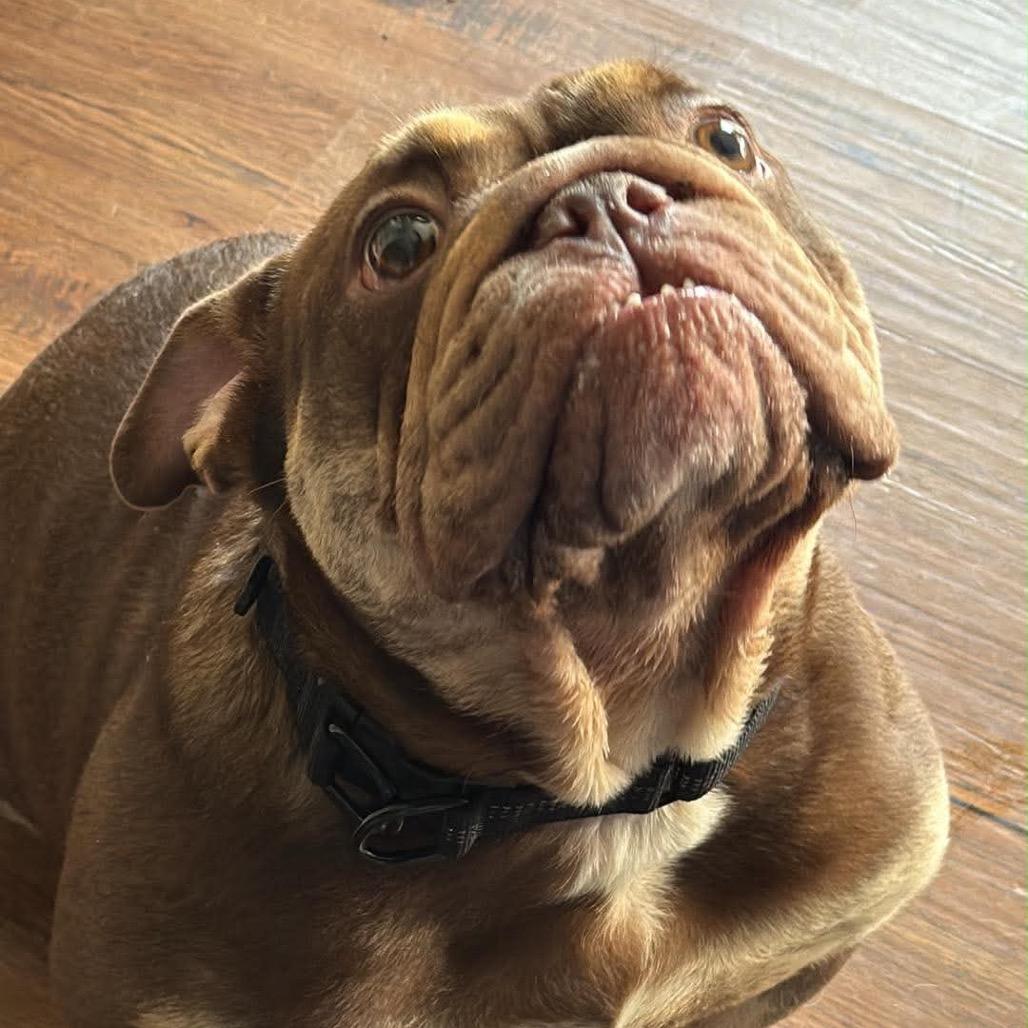Maggie Moo, Adoptable, Young Female English Bulldog & Mixed Breed.