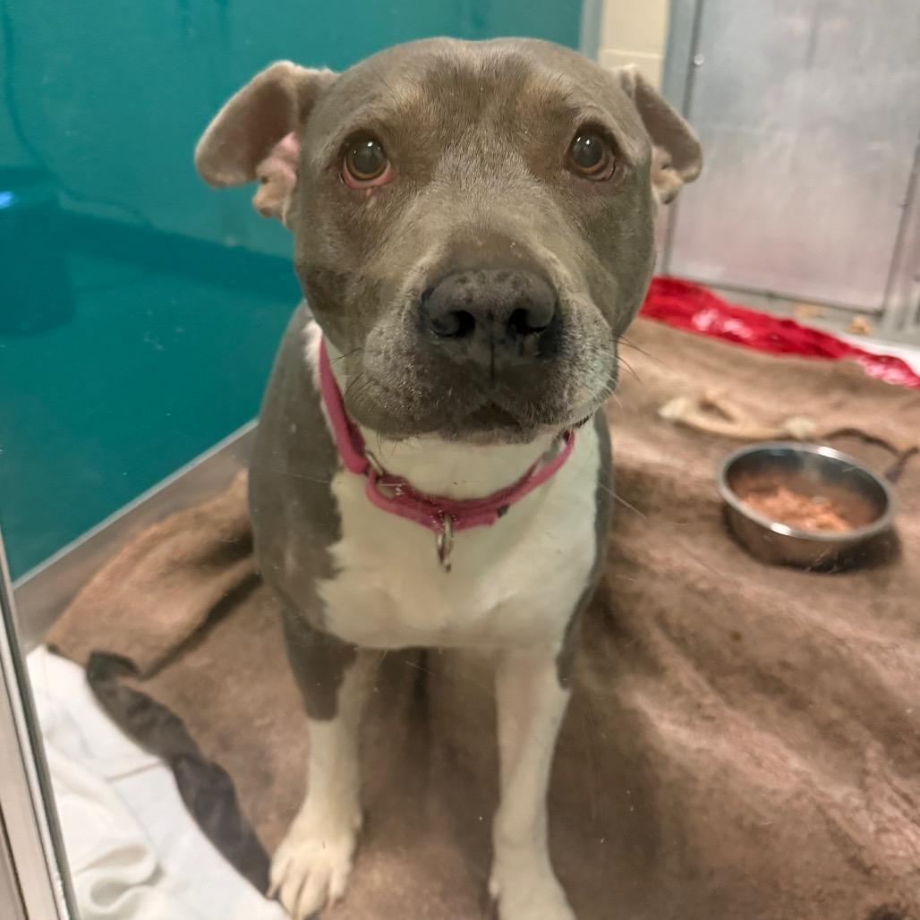 Bleu, a Adoptable Pit Bull Terrier in Newark, DE image 1/6