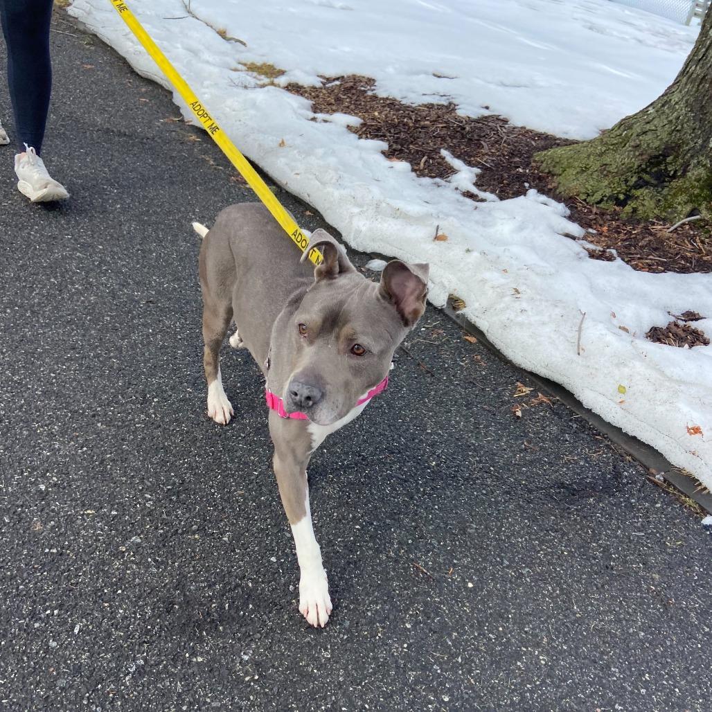 Enlarge Bleu, a Adoptable Pit Bull Terrier in Newark, DE image 1/6