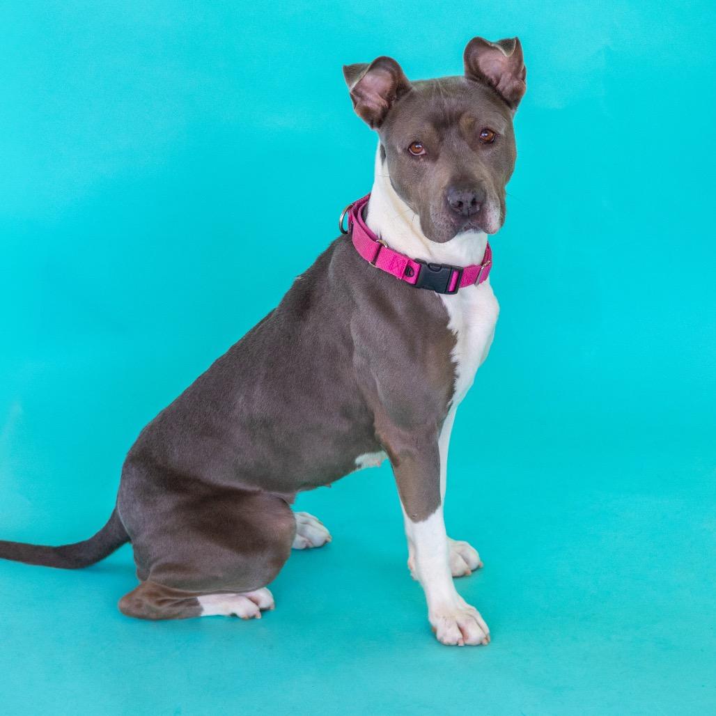 Bleu, a Adoptable Pit Bull Terrier in Newark, DE image 2/6