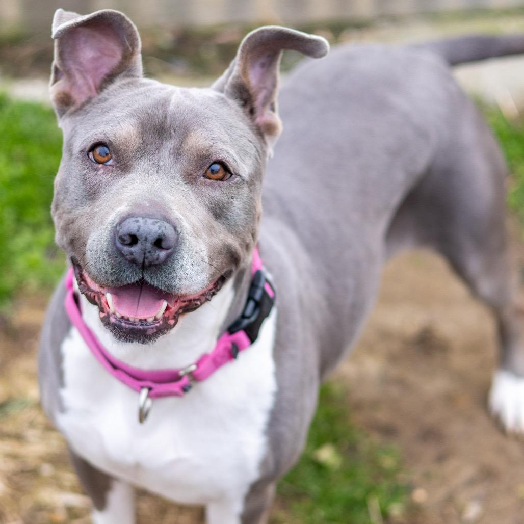 Bleu, a Adoptable Pit Bull Terrier in Newark, DE image 3/6