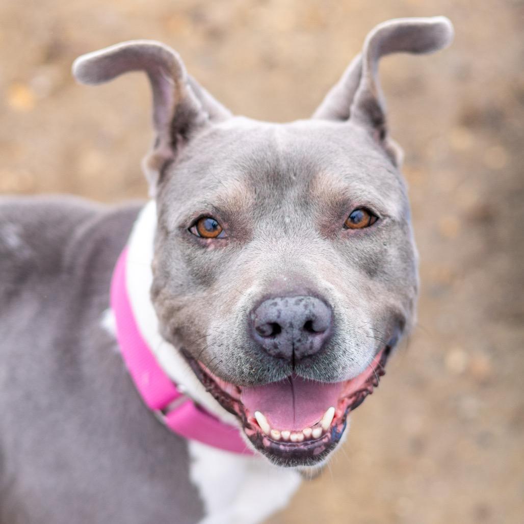 Bleu, a Adoptable Pit Bull Terrier in Newark, DE image 5/6