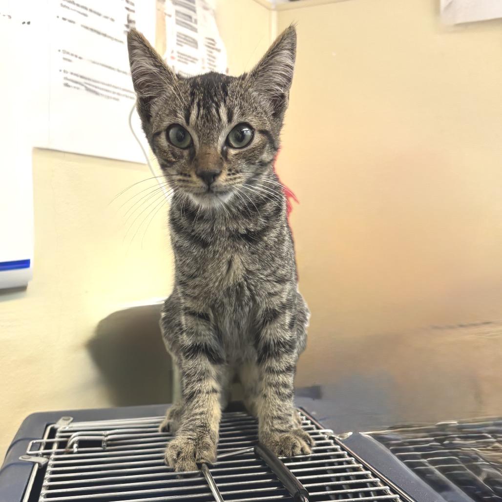 Kiko — thumbnail 3