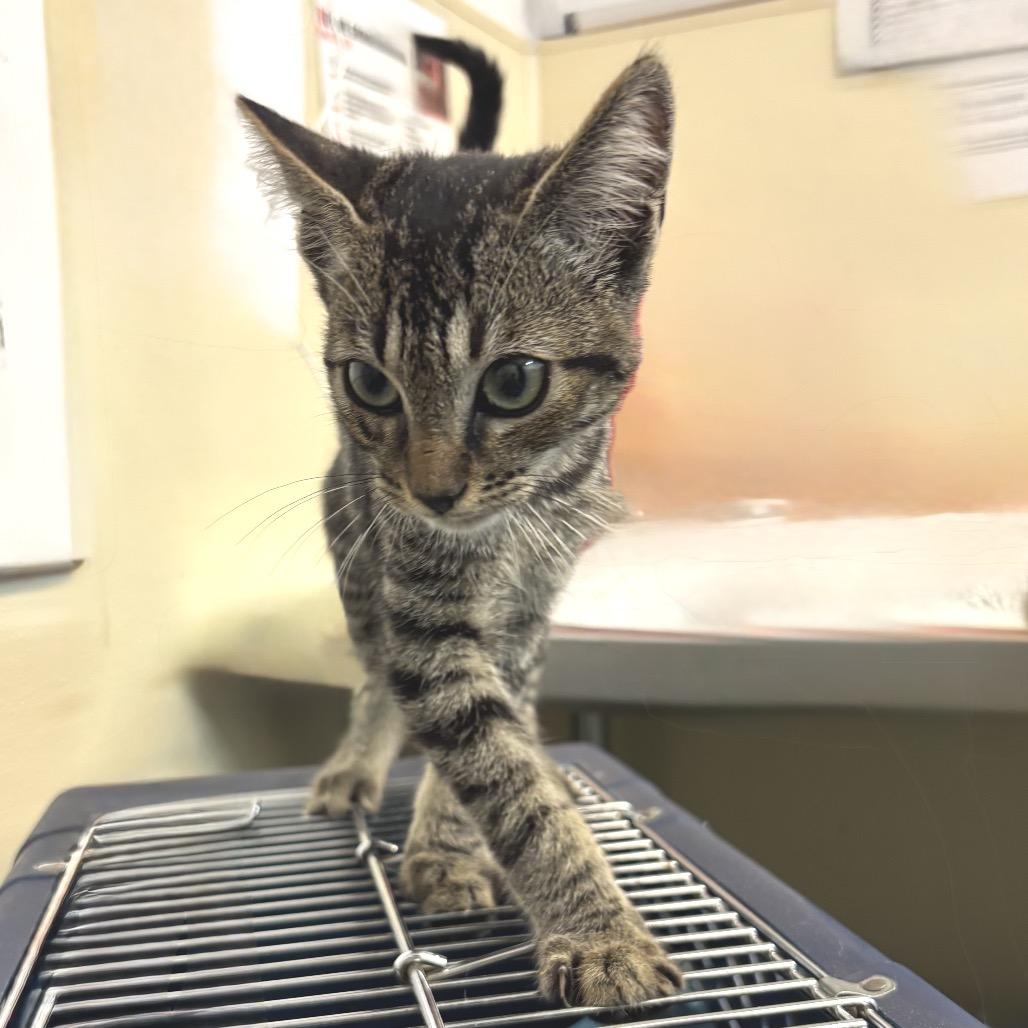 Kiko — thumbnail 4