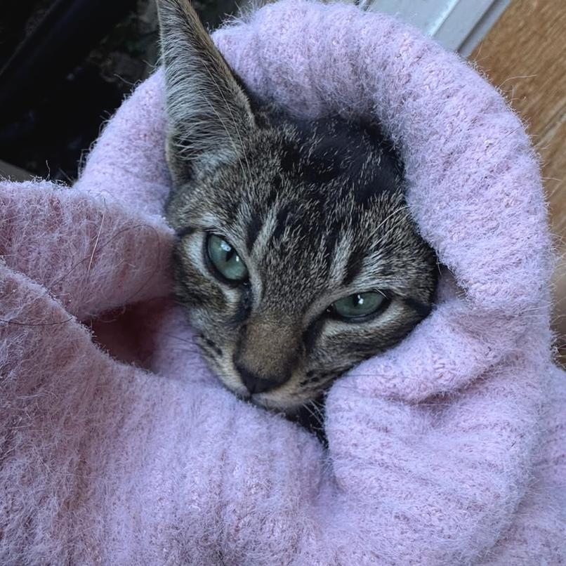 Kiko — thumbnail 5