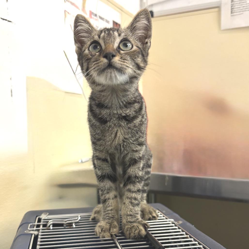 Kiko — thumbnail 6